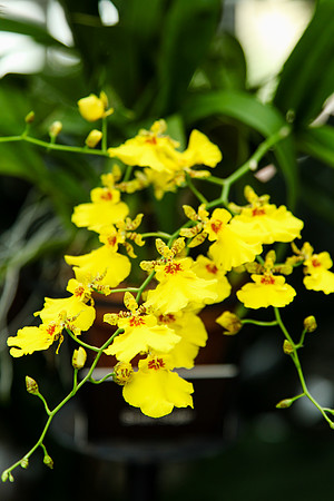 2052 Orchid II