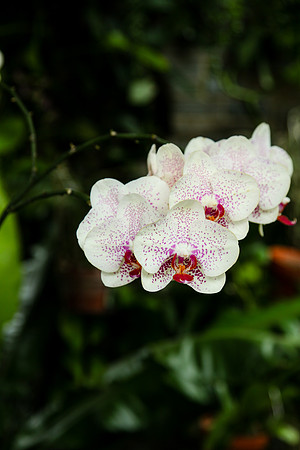 2055 Orchid V