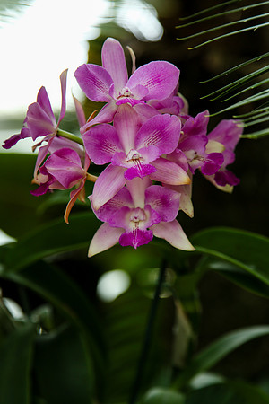 2054 Orchid IV