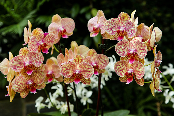 2056 Orchid VI