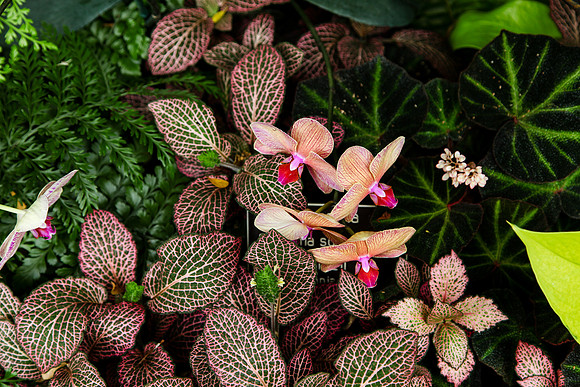 2057 Flower garden