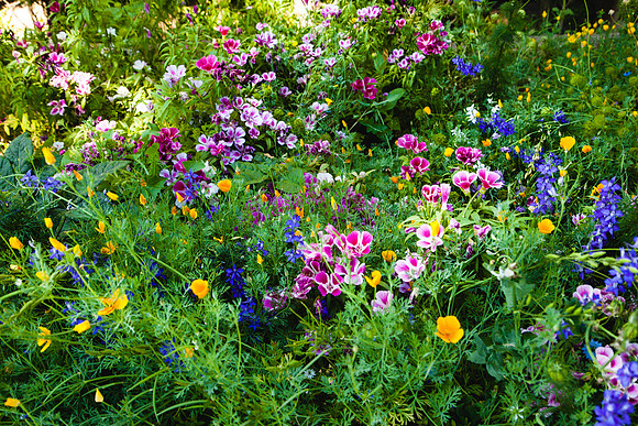 2062 Wildflowers, Spain