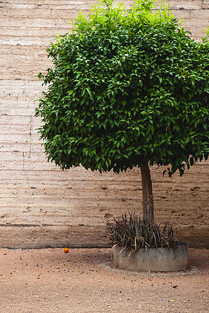 2064 Orange tree, Spain