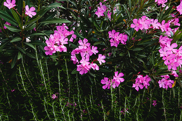 2063 Oleander and rosemary