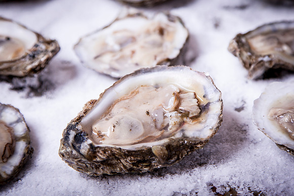 8016 Oyster