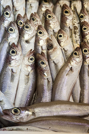 8017 Sardines