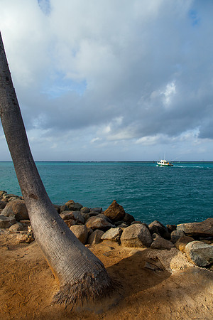 1028 Palm tree