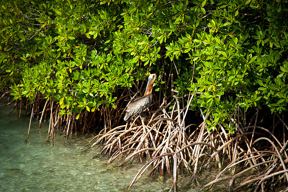 1031 Tropical flora and fauna