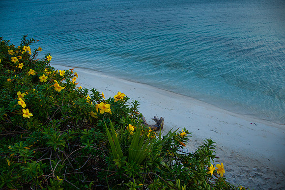 1036 Yellow flowers
