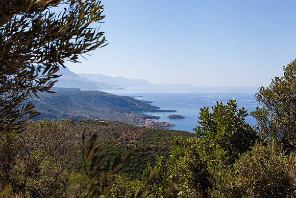 0225 Sea view with olive trees