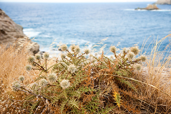 1053 Mediterranean vegetation