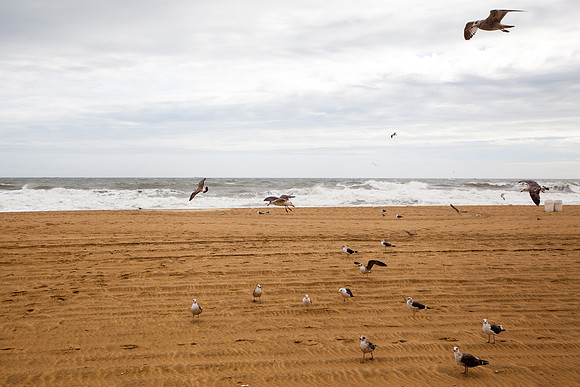 1097  Seagulls landing on the beach I
