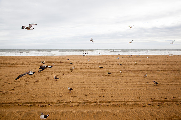 1099  Seagulls landing on the beach III