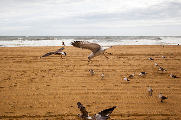 1098 Seagulls landing on the beach II