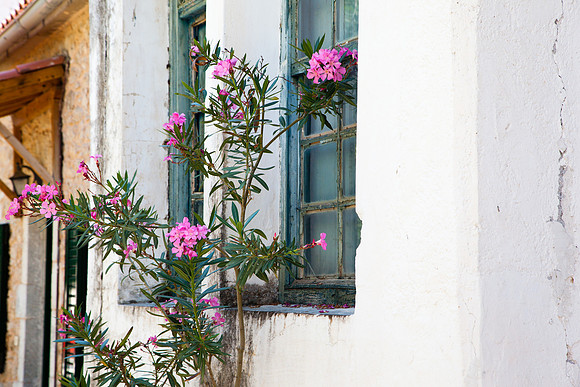 0087 Pink oleander, Greece