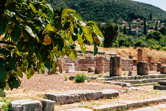 0141 Pear tree at an ancient site, Messene