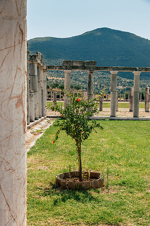 0149 Pomegranate tree, Peloponnese