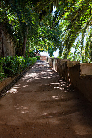 0164 Palm shadows, Seville