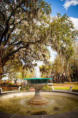 0044 Spanish moss, Savannah