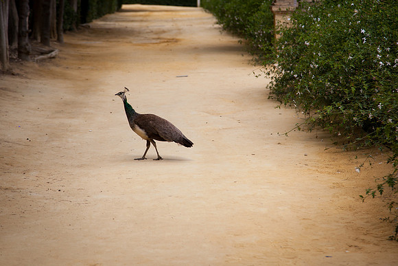 0180 Peacock and Jasmine