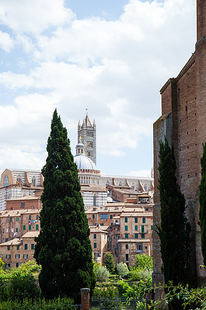 0186 Cypress tree among churches, Sienna