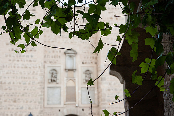 2090 Ivy plant vine, Toledo