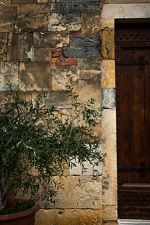 0212 Olive tree