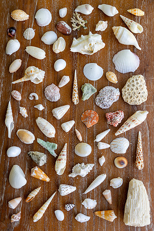 5060 Seashell collection