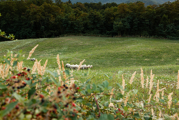 4042 Sheep, Serbia