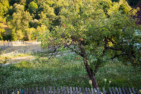 4057 Old apple tree, Serbia