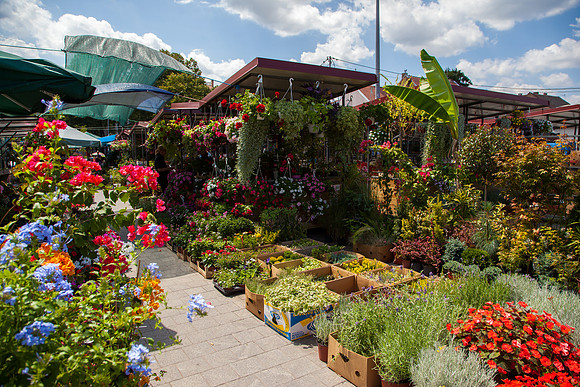 4034 Farmer's market, Zemun