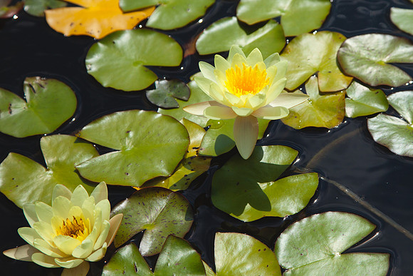 2081 Yellow water lilies