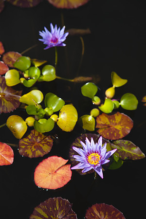 2082 Water lilies
