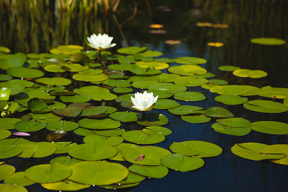 2084 Water lilies pond