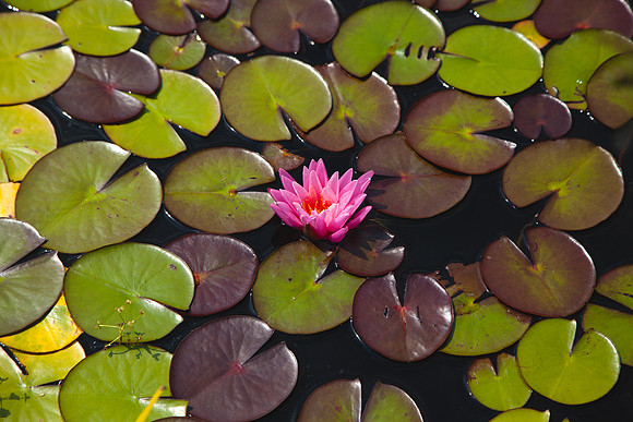 2085  Pink water lily flower