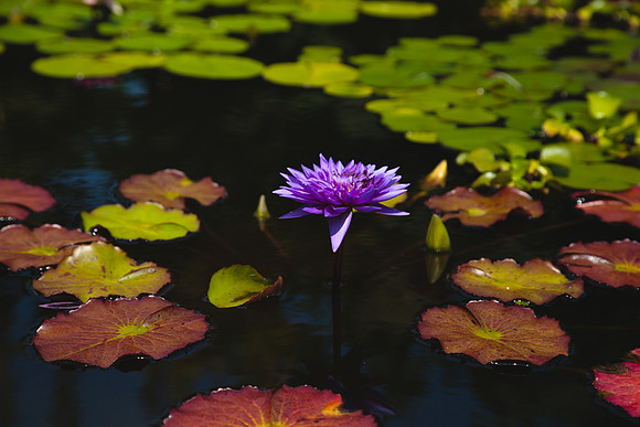 2083 Purple water lily flower