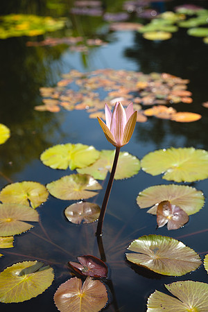 2086 Blooming water lily