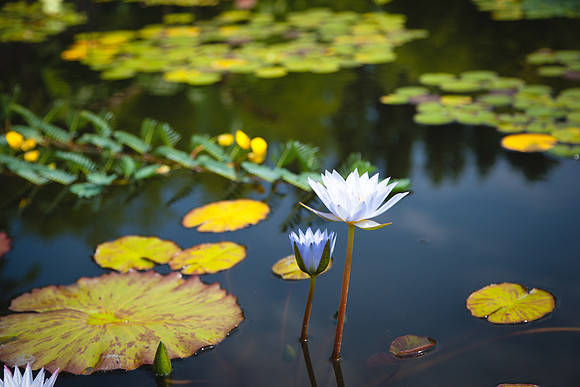 2088 White water lily flowers