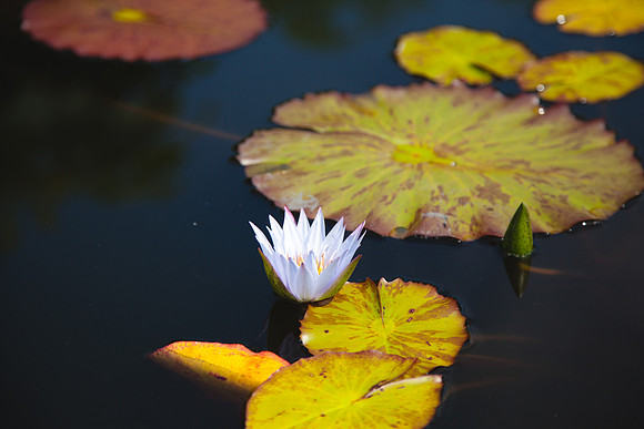 2087 Blooming flower