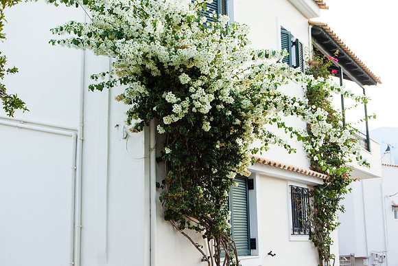 2091 White bougainvillea, Greece