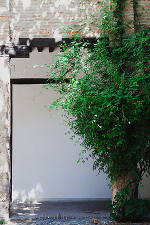 2089 Jasmine bush, Corral del Carbón