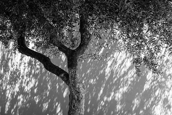 3084 Olive tree shade