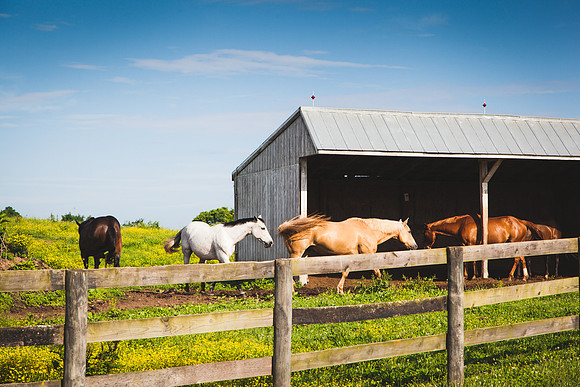 9041 Horse farm I
