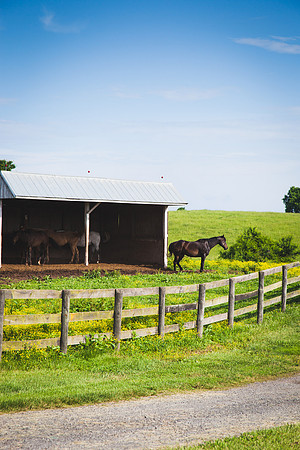 9042 Horse farm II