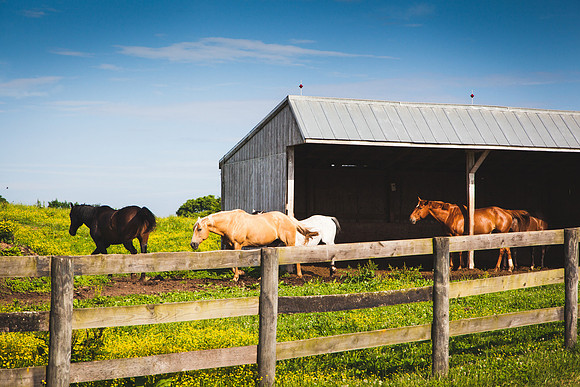 9043 Horse farm III