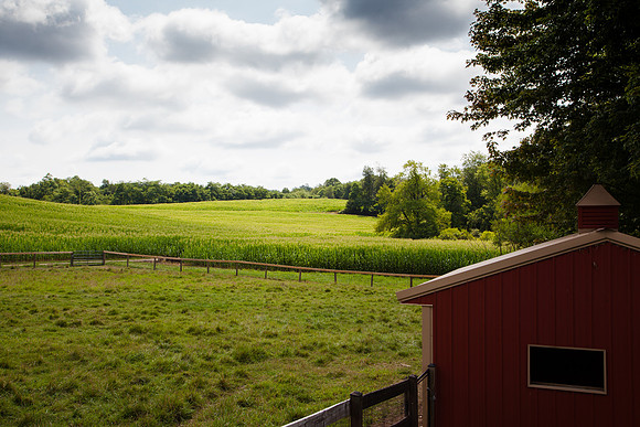 9049 Corn farm I