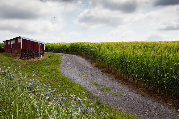 9052 Corn farm III