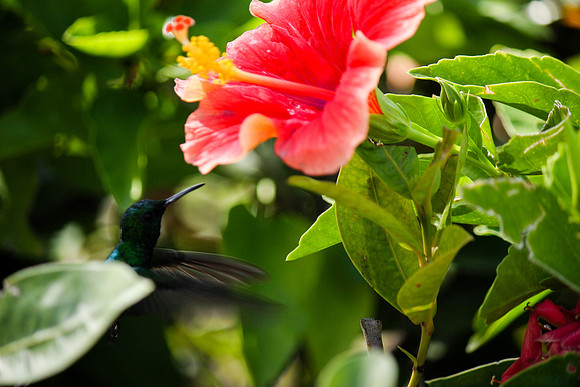 2092 Hummingbird and hibiscus, Puerto Rico