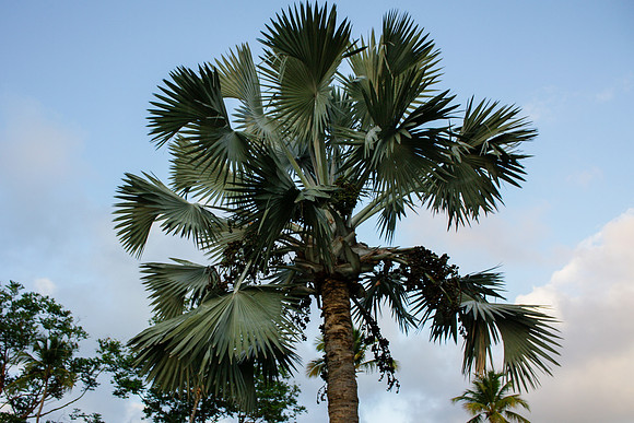5032 Palm tree II