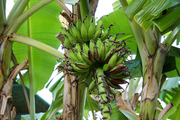 2093 Bananas hanging from a tree, Perto Ricco